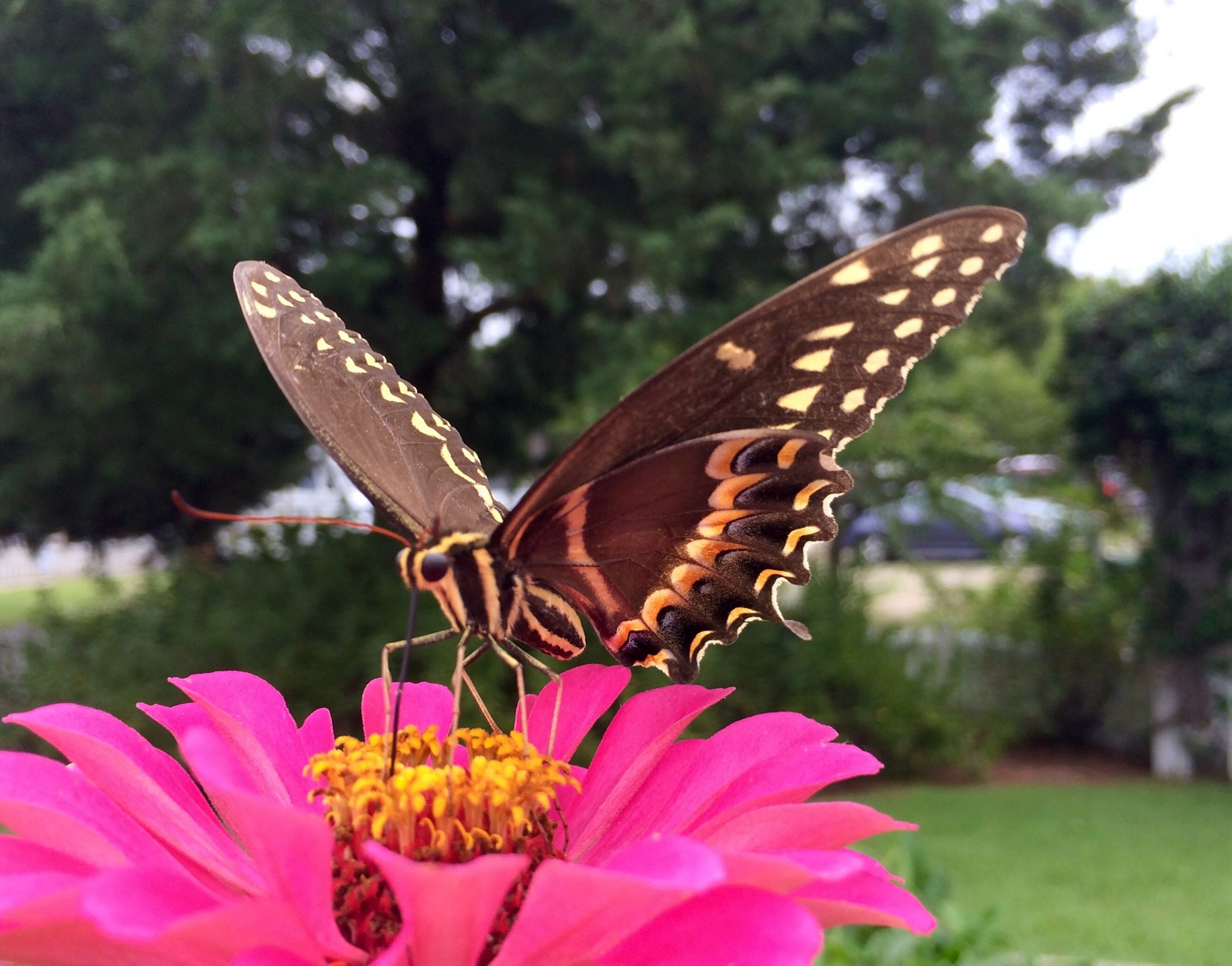 Butterfly Gardening Ideas