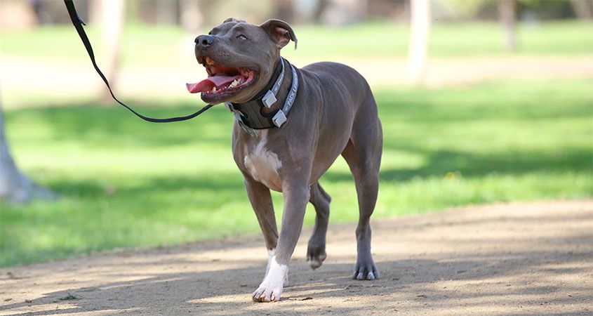 Cesar Millan Dog Collars