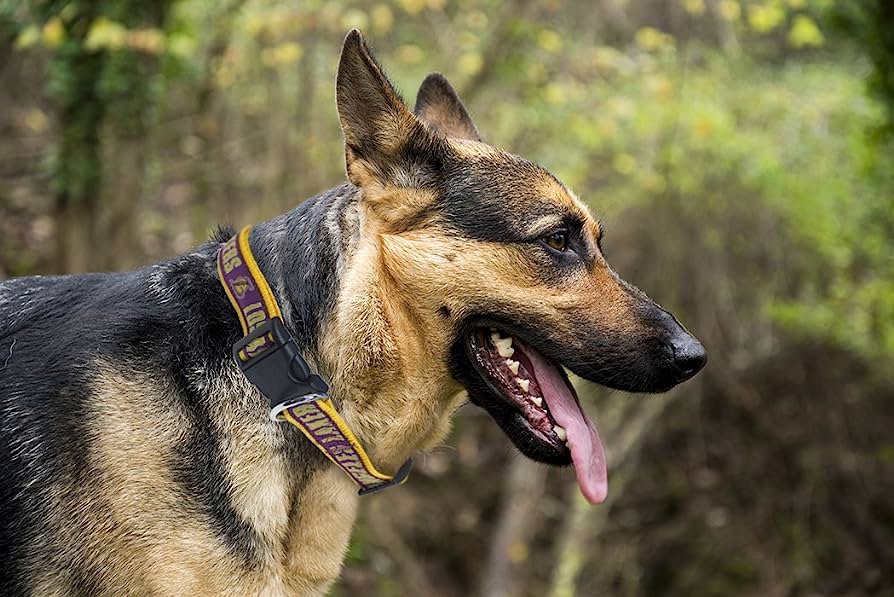 Best Collars For Dogs